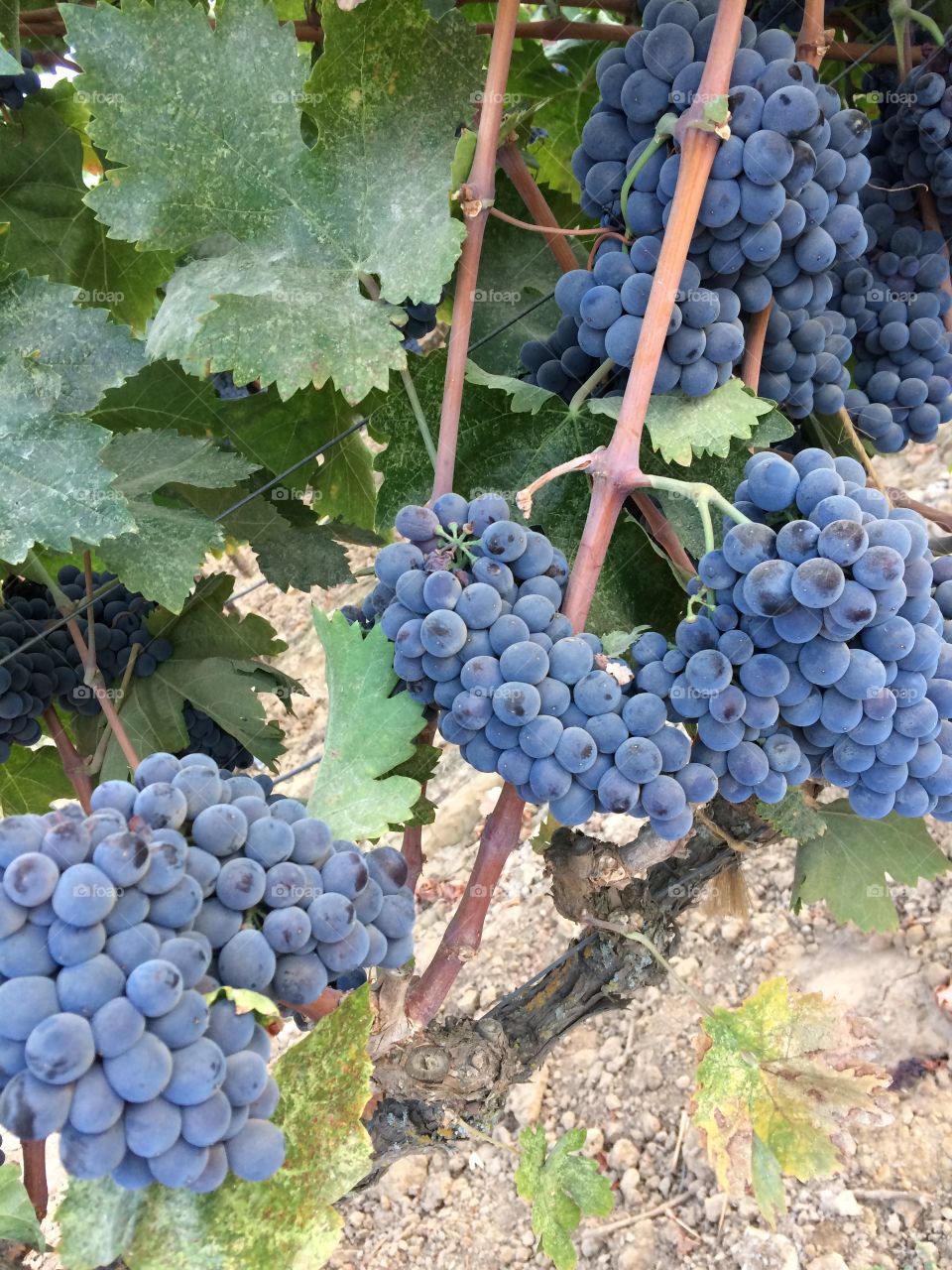 Grapes growing in Lodi, California, vineyard. 