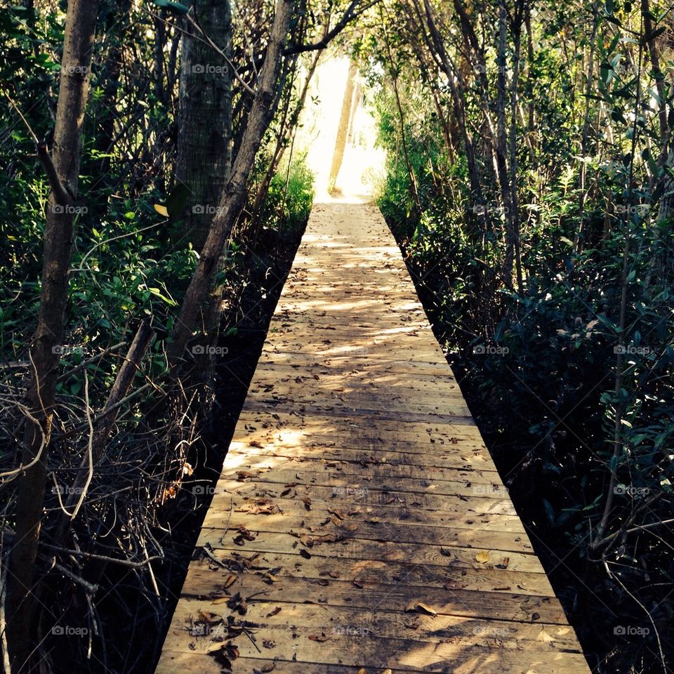 Boardwalk through the mangroves