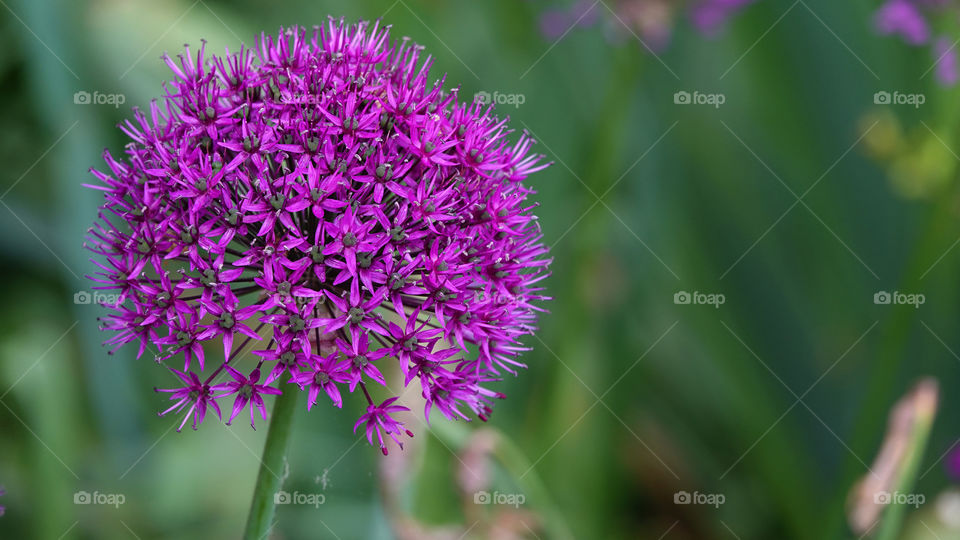 Purple flower in springtime.