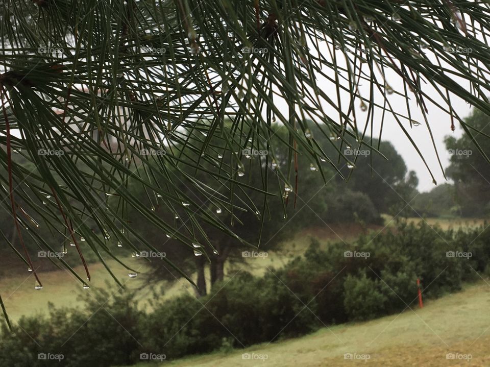 Smooth rain on pines