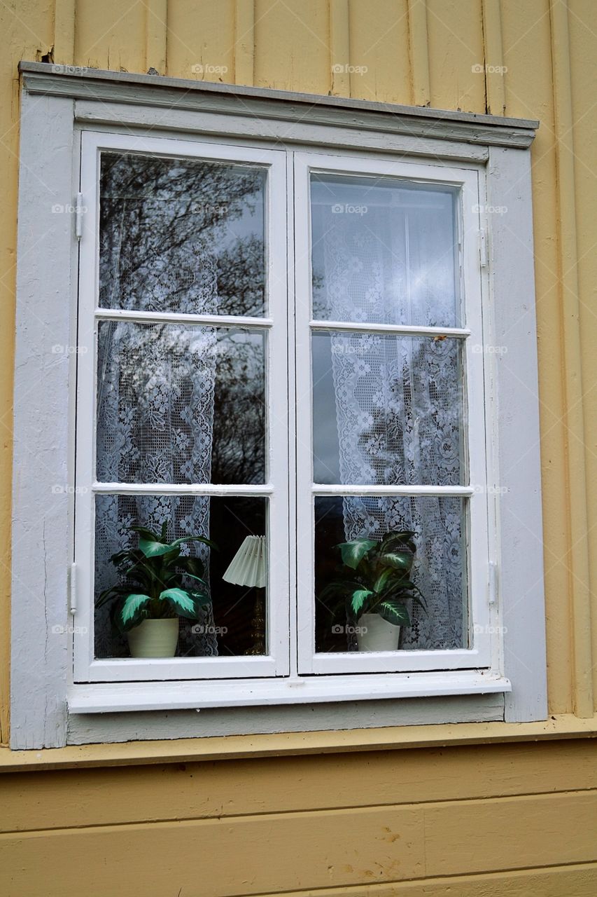 Window