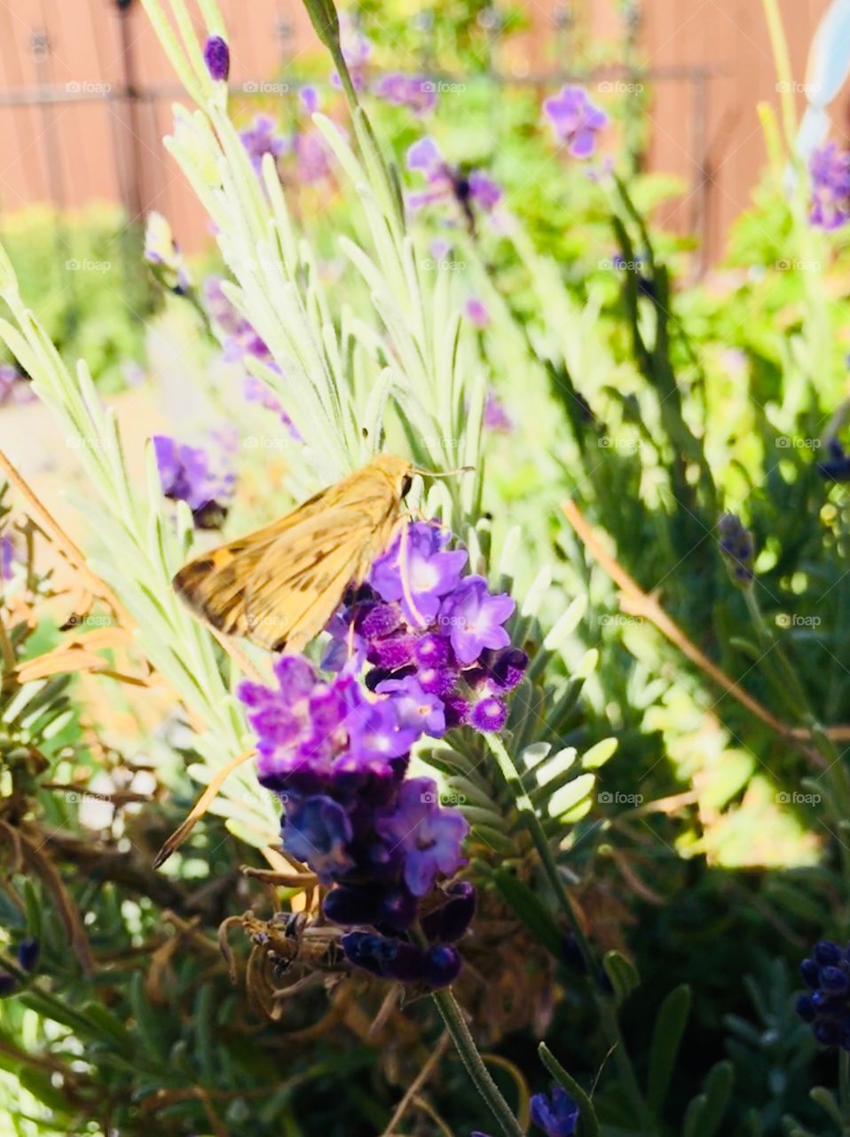 Lavender and Butterfly 