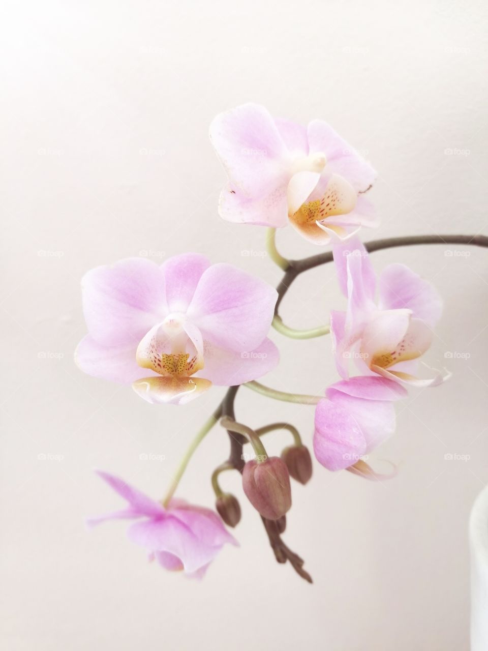 Orchid, blooming, flower at home, gently, beautiful