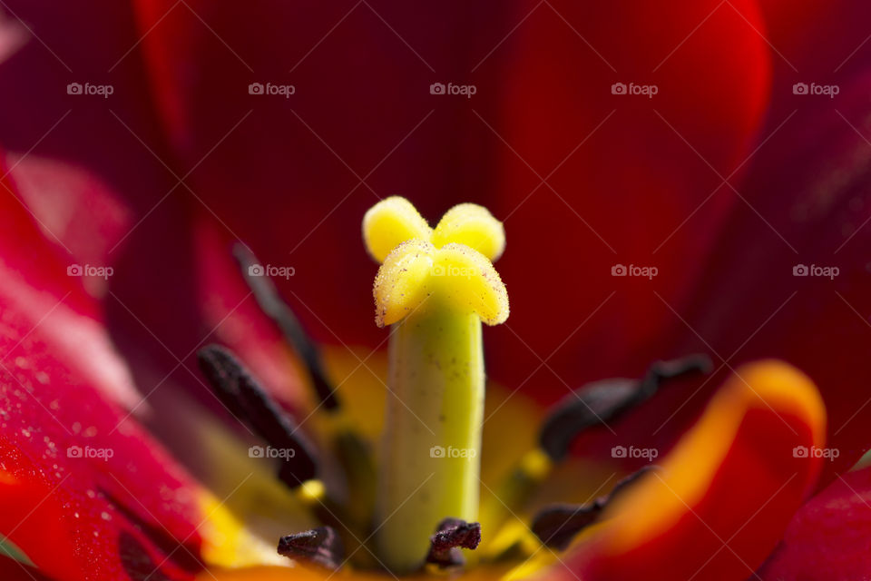 Red tulip pistil macro photography