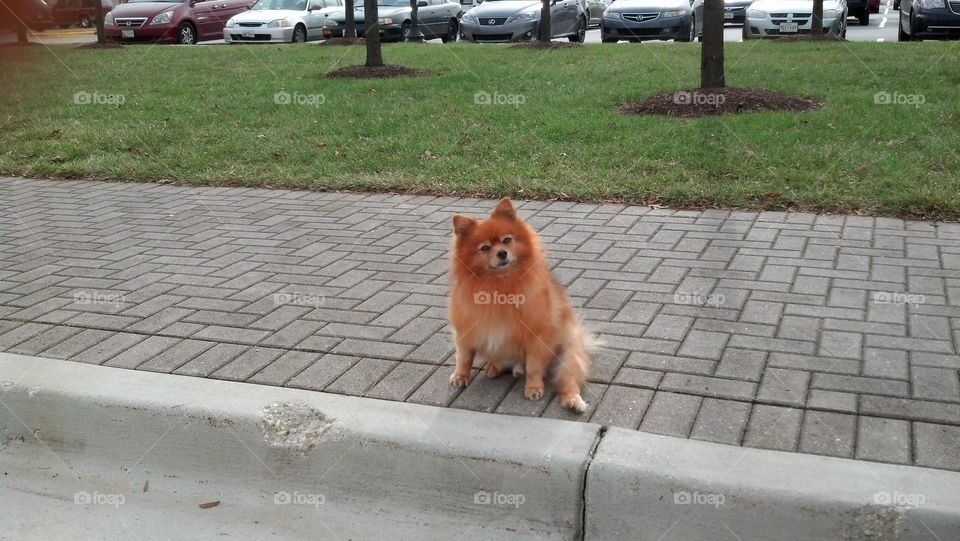 My dog Simba acting like commercial "I Fallen and Can't Get Up".