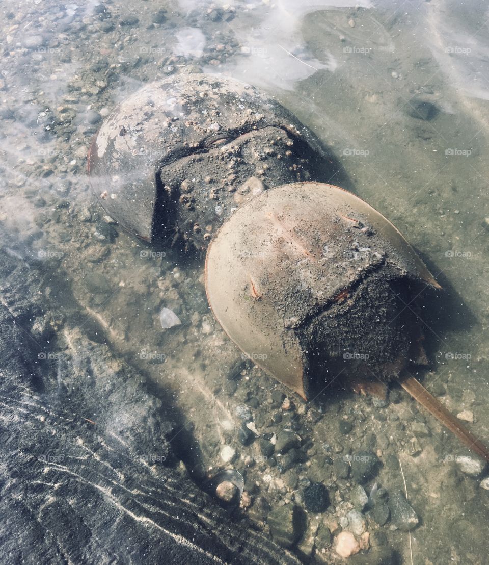 Horseshoe crabs by the bay in Connecticut 