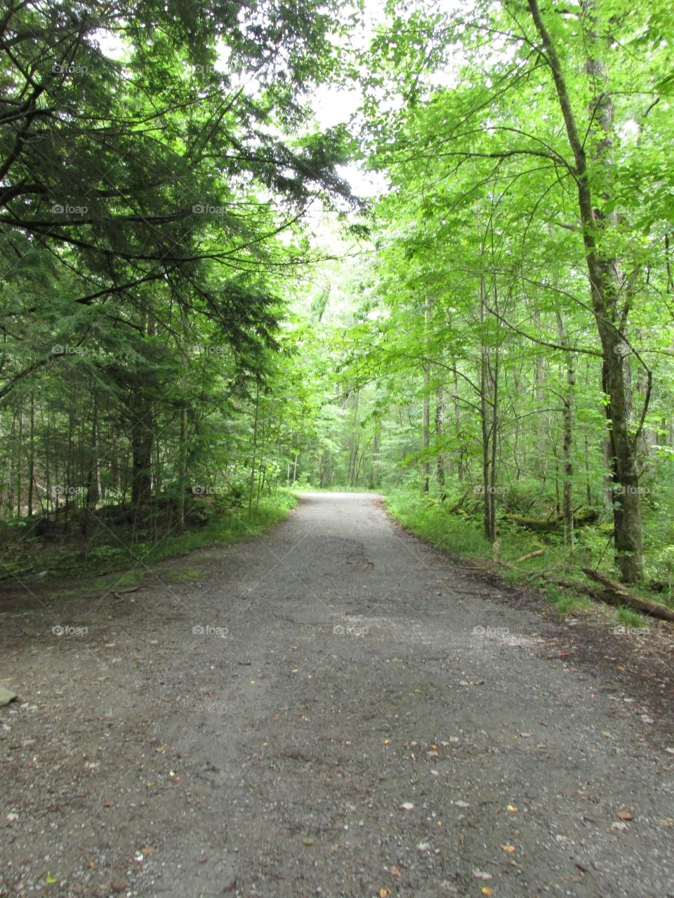 Road, Landscape, Wood, Guidance, Tree