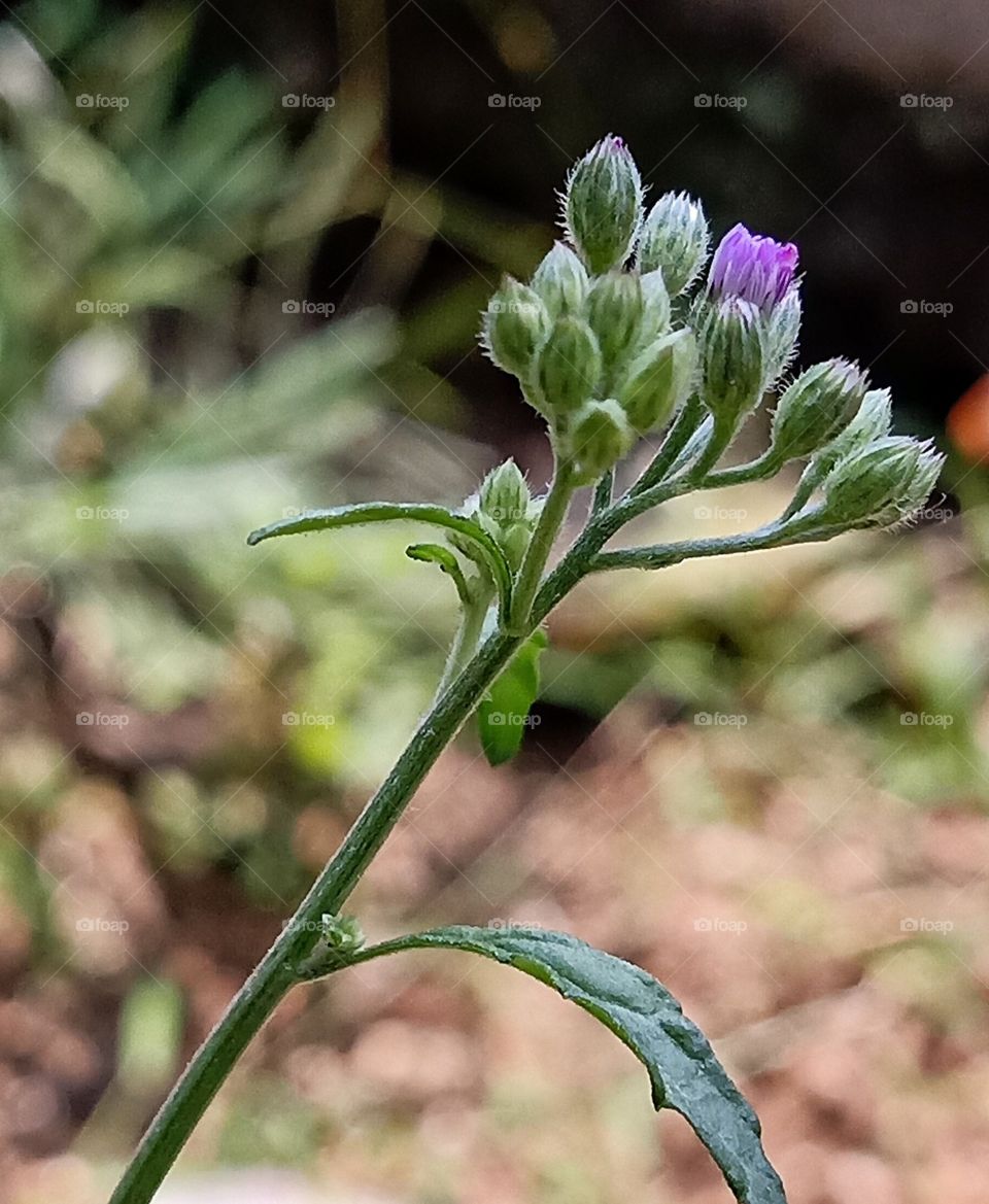 macro image of wild flower