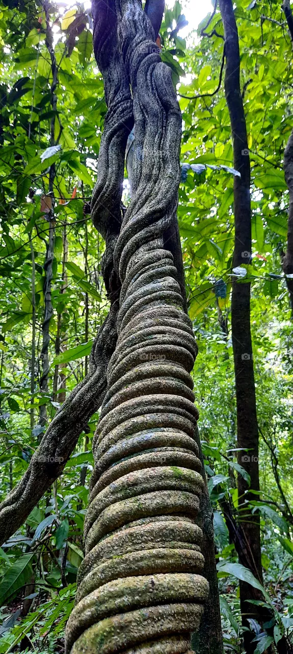 giant vine - tree - Mata Atlântica  - Brazil