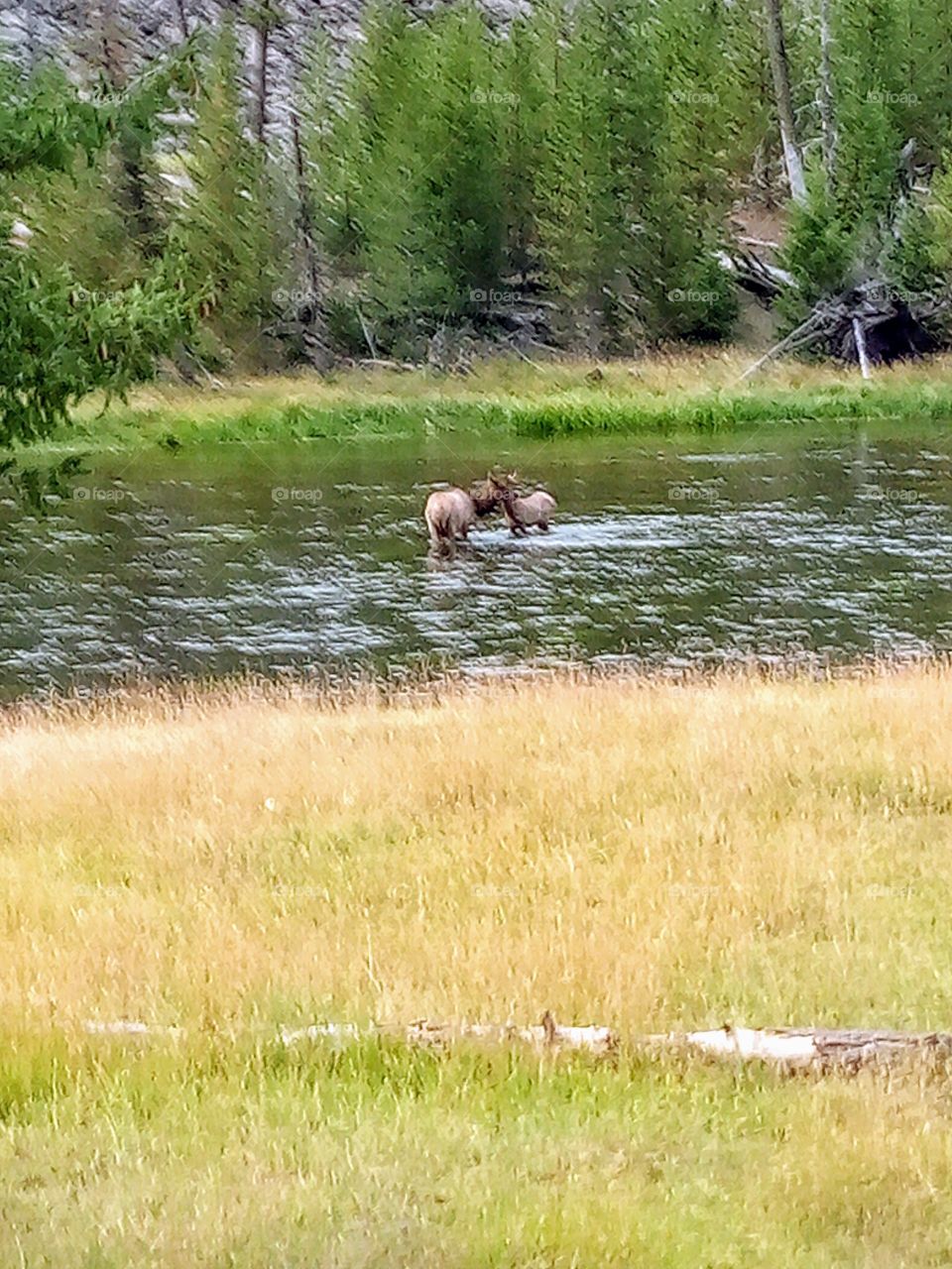 mother and baby Dee r. Yellowstone National Park