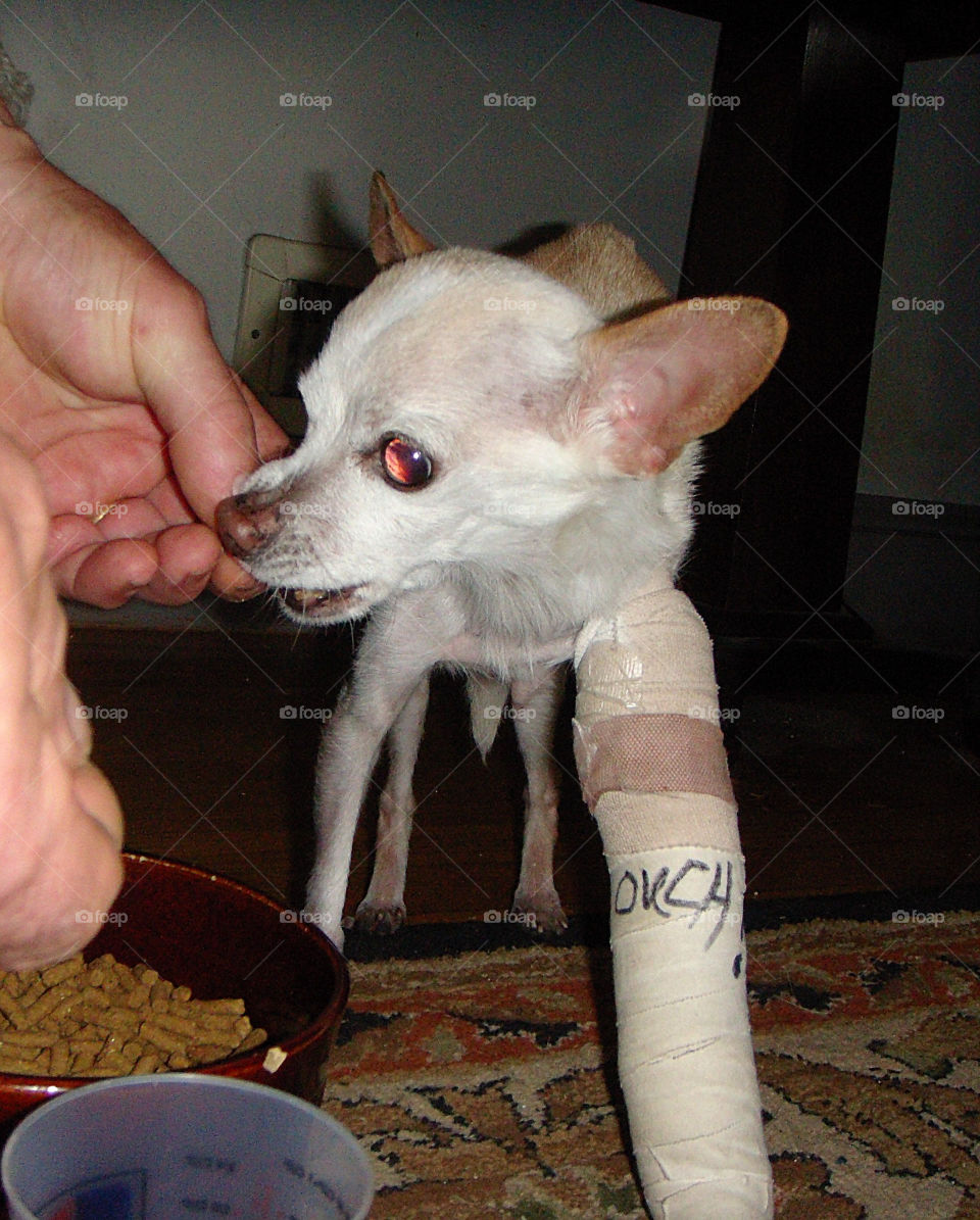 Chihuahua with broken leg, cast on "ouch" is written on it. Rescue dog. Tender Loving Care, with love🐾💞