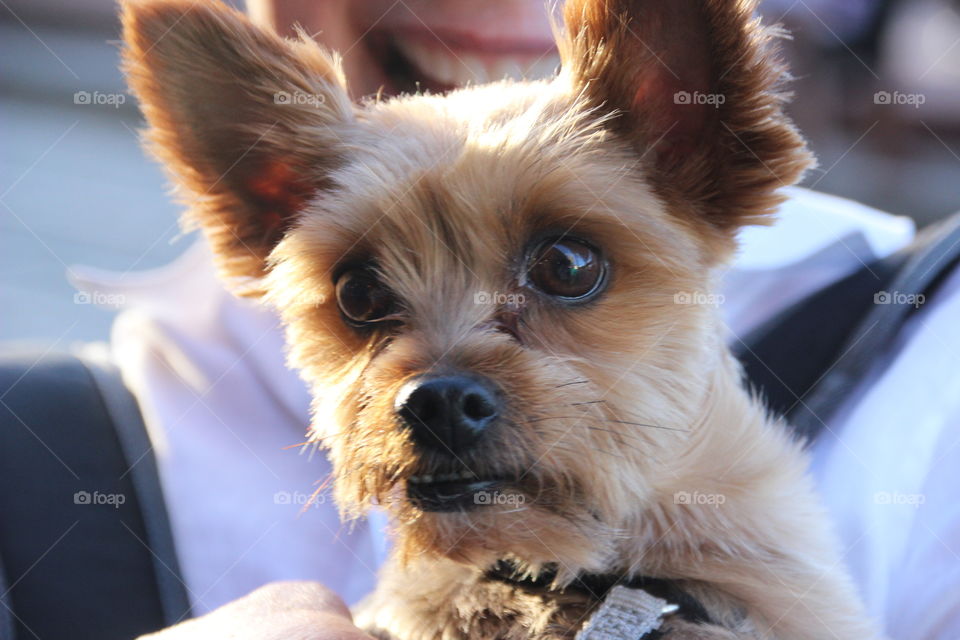 Cute dog and excited to get his picture taken