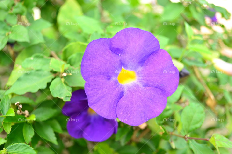 The  violet flower. The violet flower was bloom, it welcomed the sunlight.