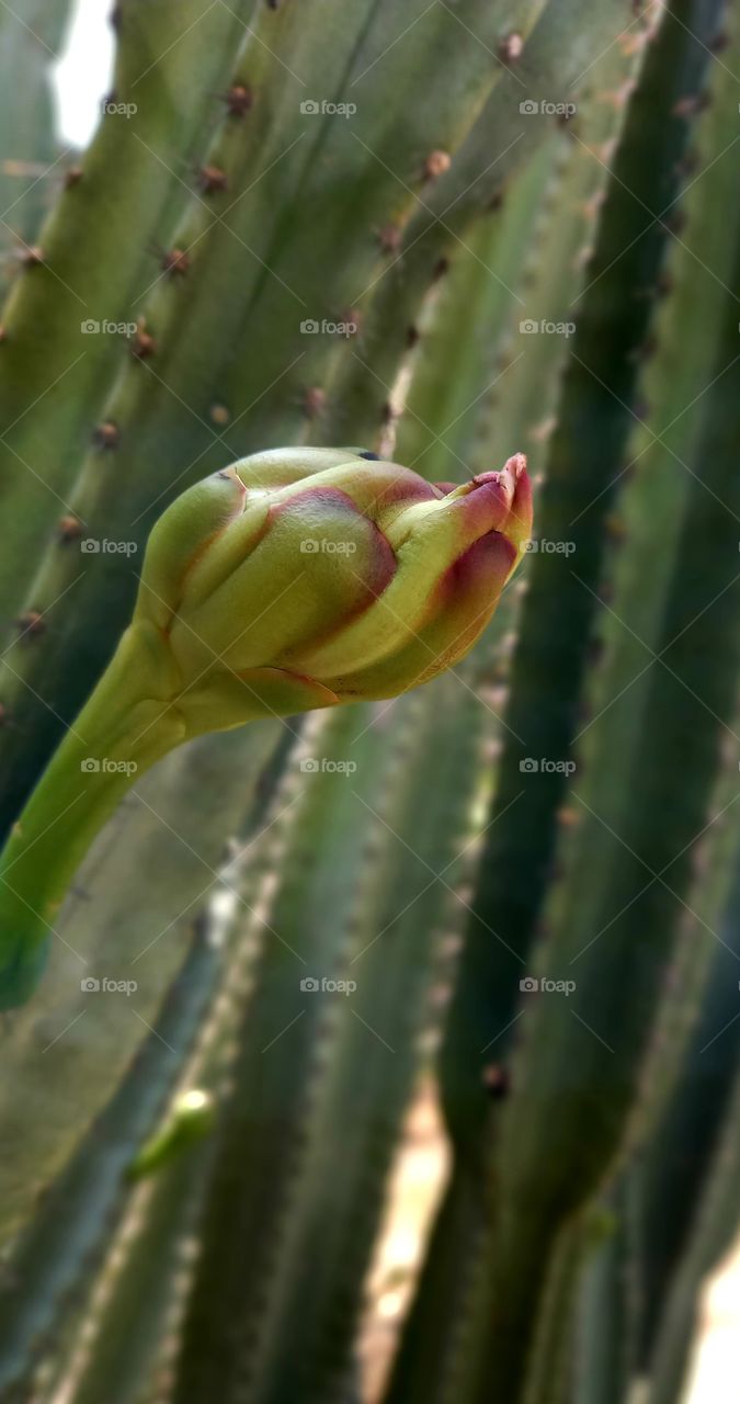 Cereus hexagonus