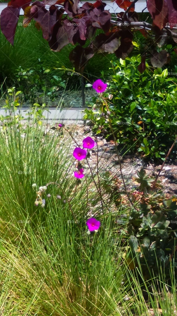 Ornamental Planting - mix of low water use plants