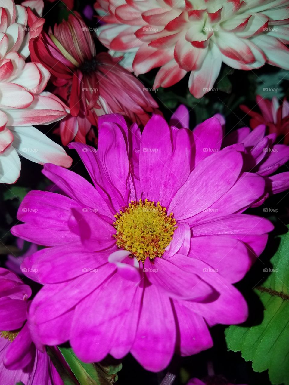 Pink daisy