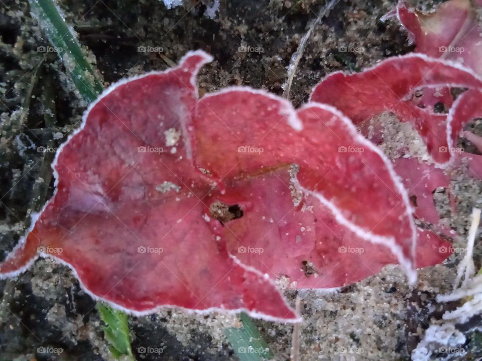 red dandelion leaf