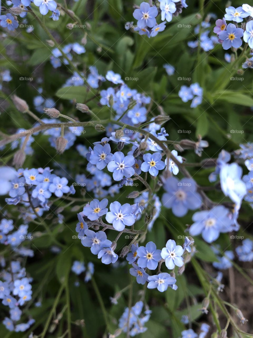 Forget-me-nots