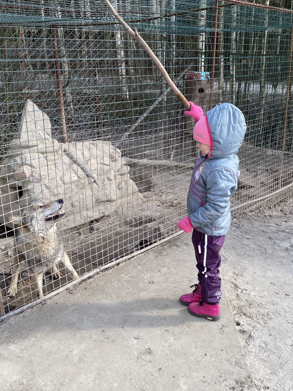 Девочка с волком , a girl playing with a wolf