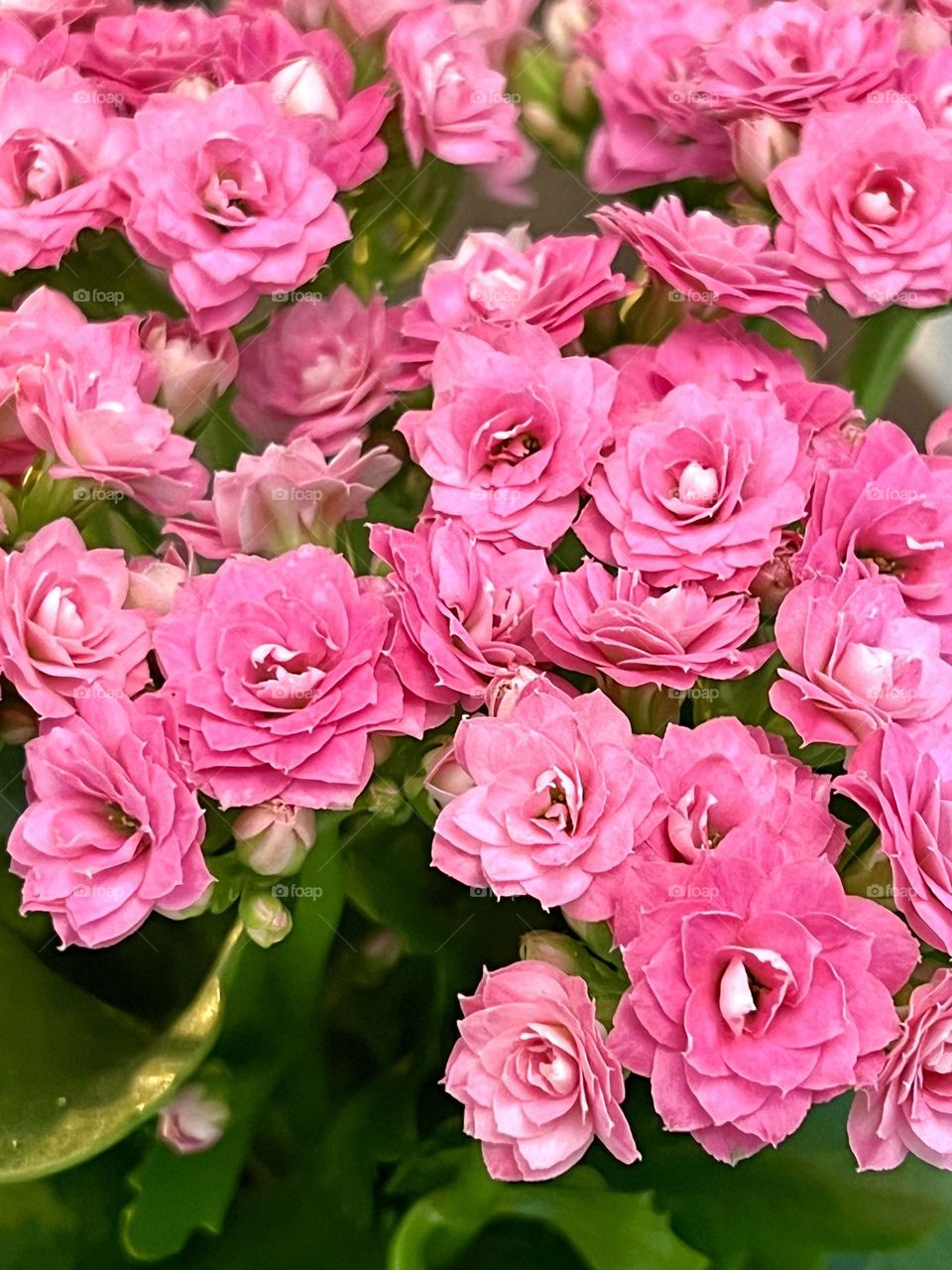Beautiful pink flowers of Kalanchoe Blossfeld