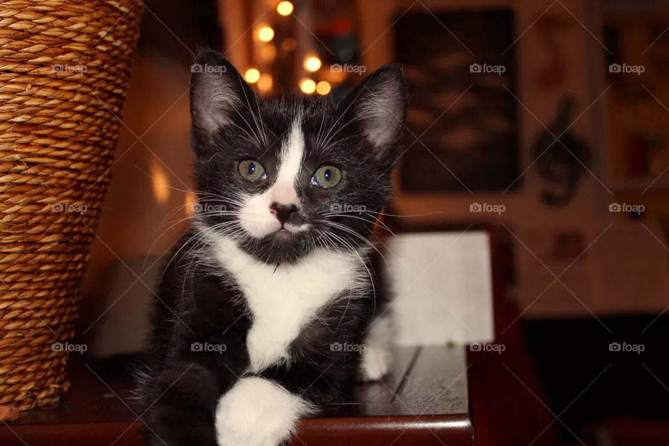 Kitten 