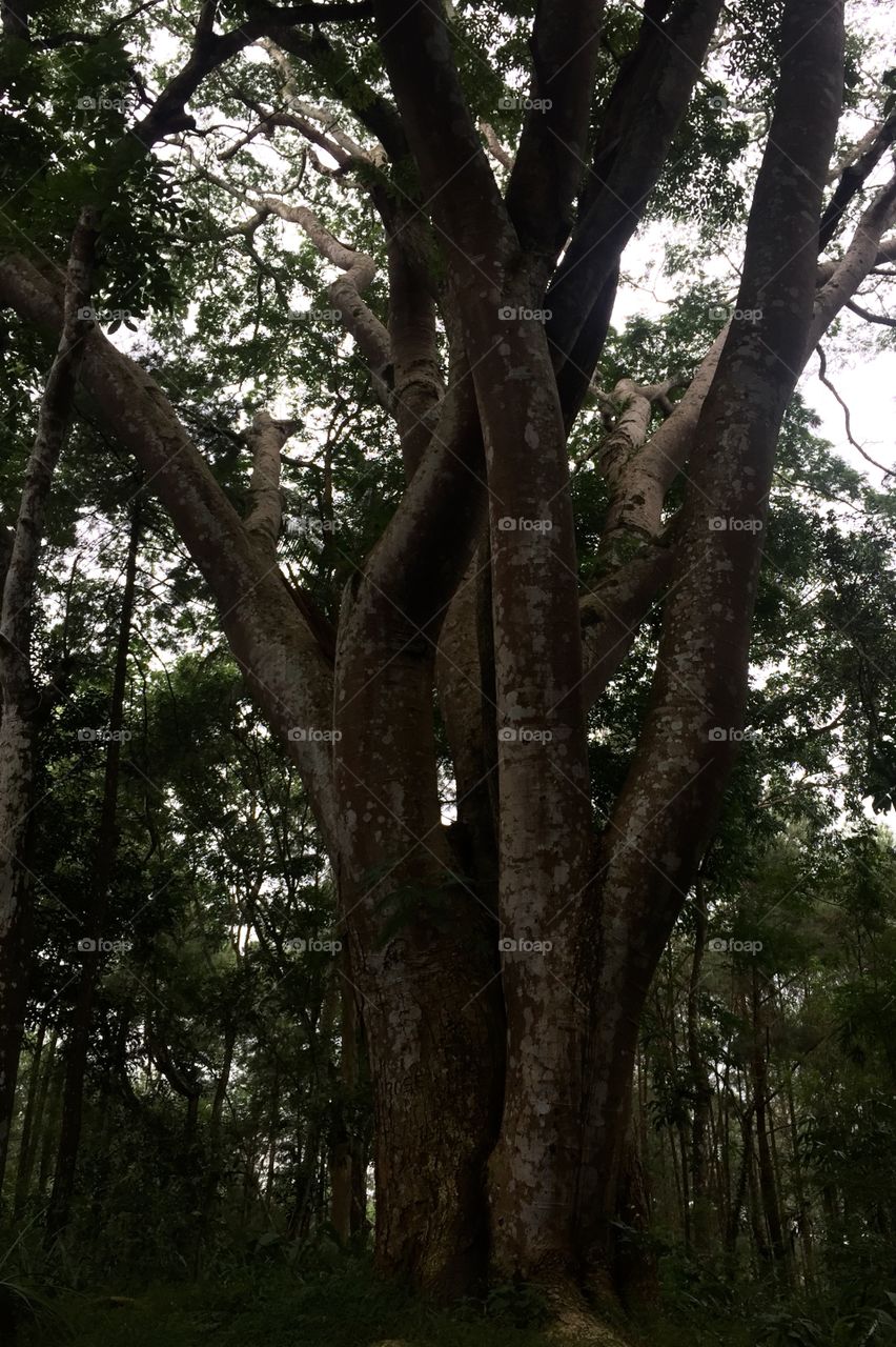 Hidup layaknya pohon, makin besar dan tinggi maka semakin kuatlah dia