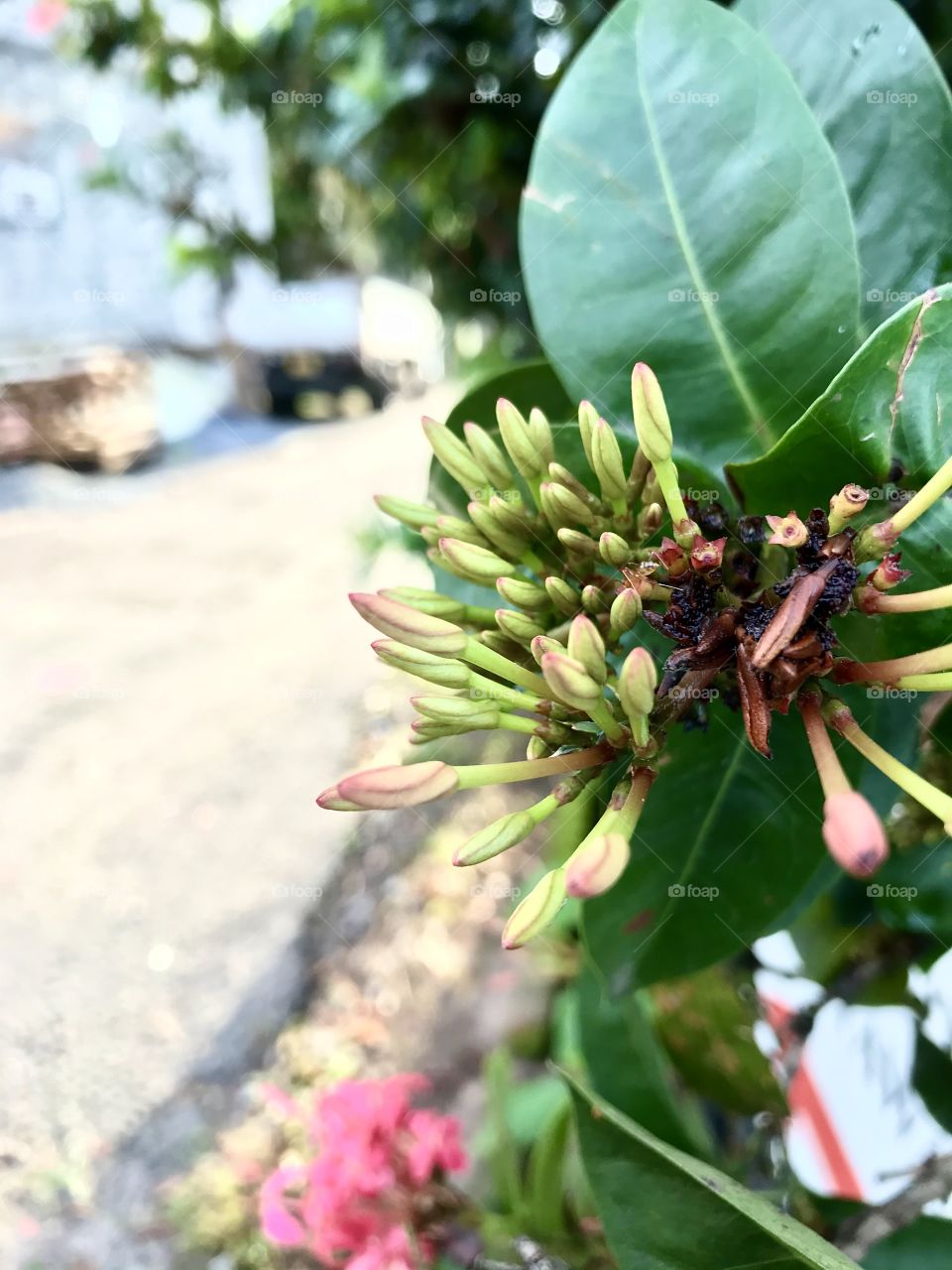 Pink flower buds...