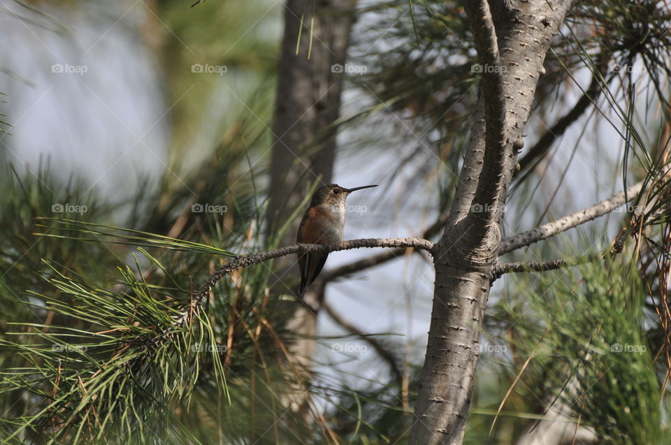 Humming bird resting on branch