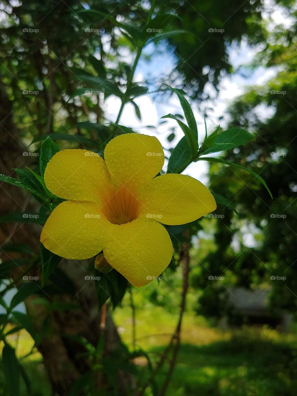 flowers captured