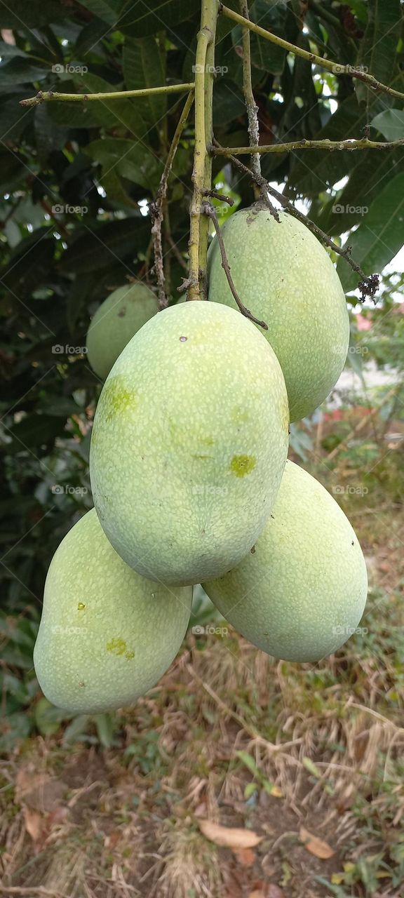 Mango or mempelam is the name of a type of fruit, as well as the name of the tree. Mango belongs to the genus Mangifera