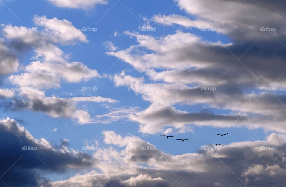 birds in a cloudy sky