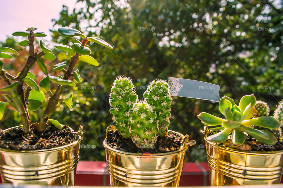 Succulent plants by the window