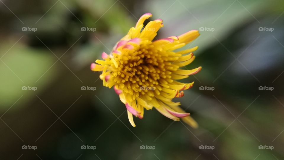 Yellow Flower