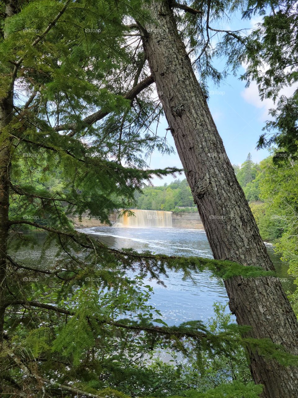 Falls through the Trees