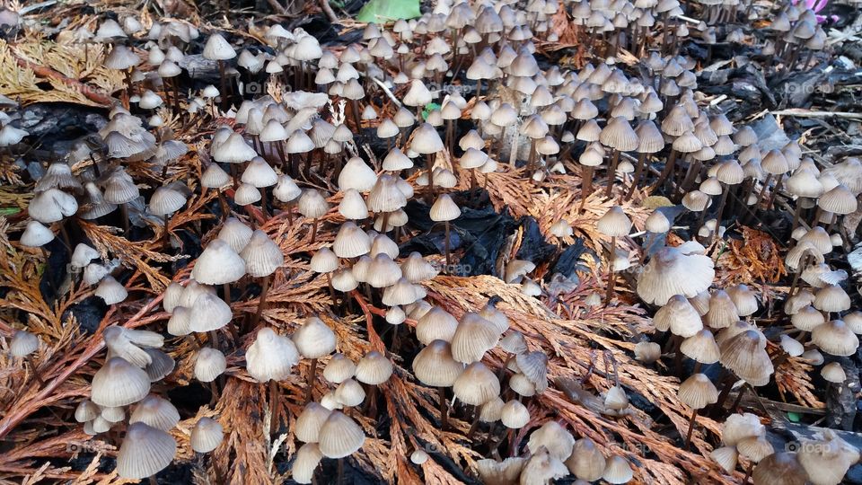 Fall, Fungus, Nature, Wood, No Person