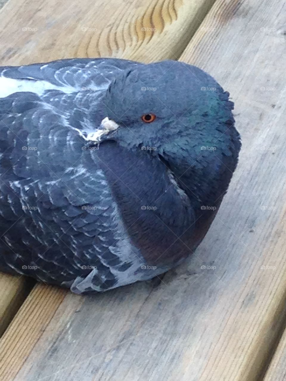 Bird, No Person, Nature, Wood, Outdoors