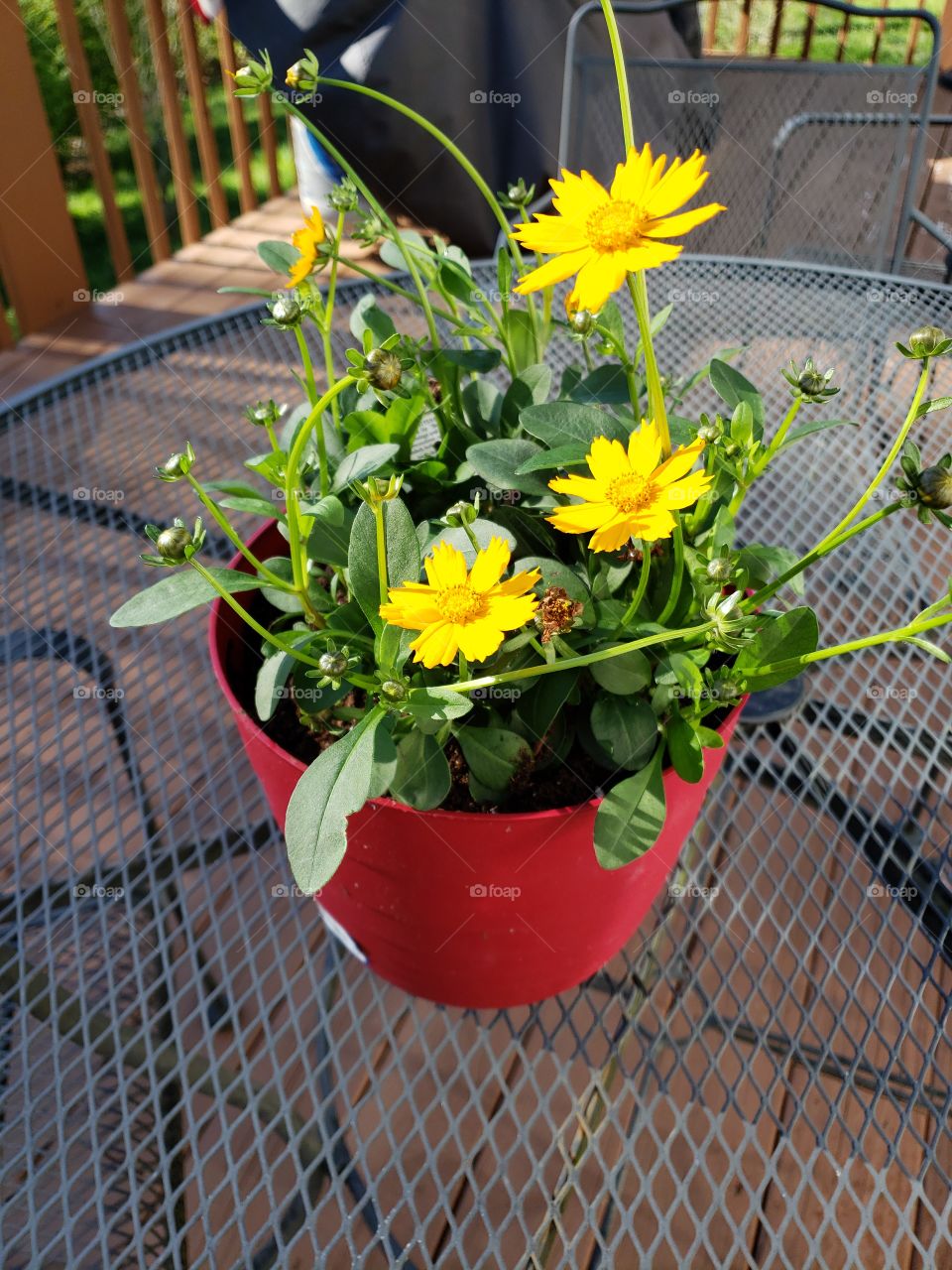 Springtime planting flowers