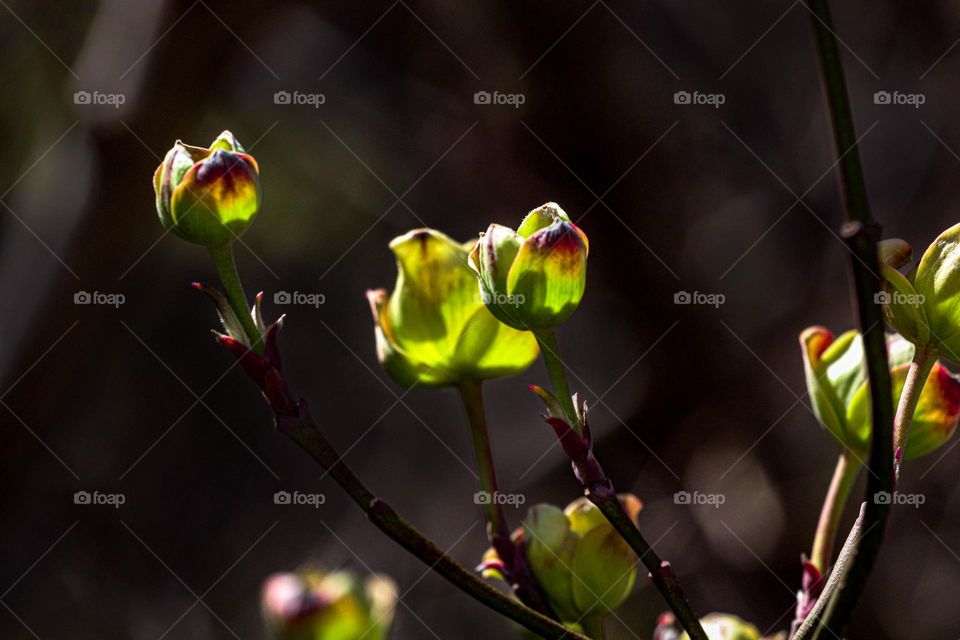dog wood tree blooms