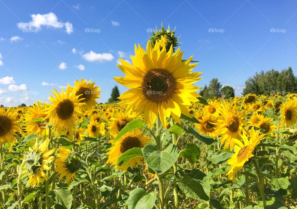 Sunflower field