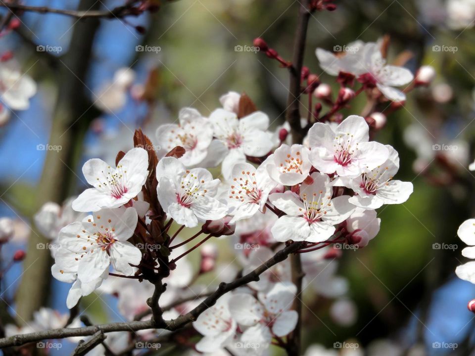 Spring blossom 