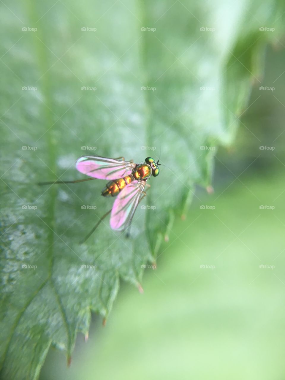 Tiny scintillating fly