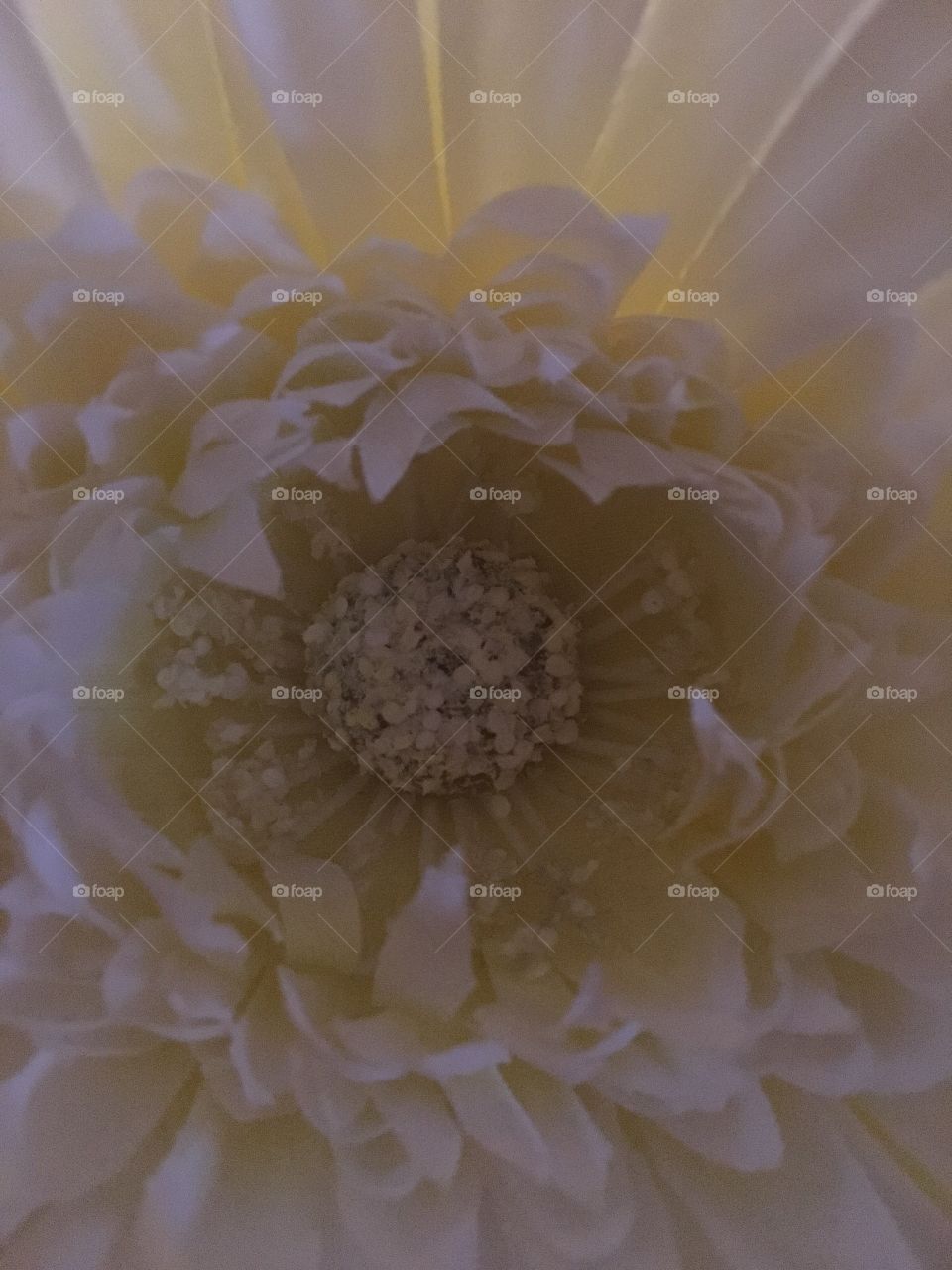 Center of a margarita flower