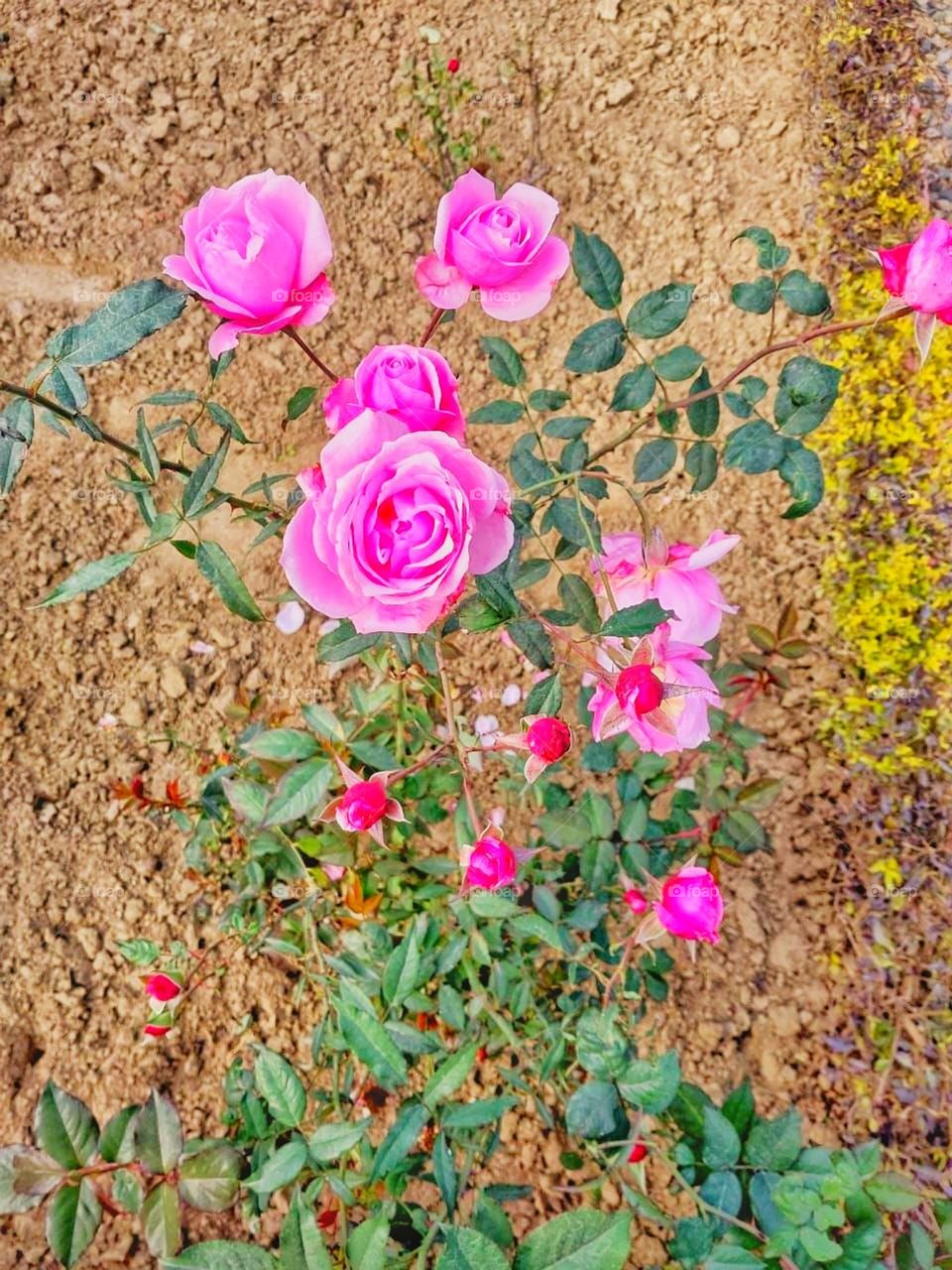 Those pink roses are so vibrant and beautiful! It's like a little burst of happiness in nature. 🌸✨