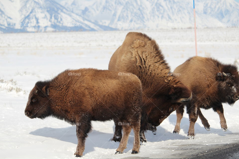 Multiple American Bison in Winter