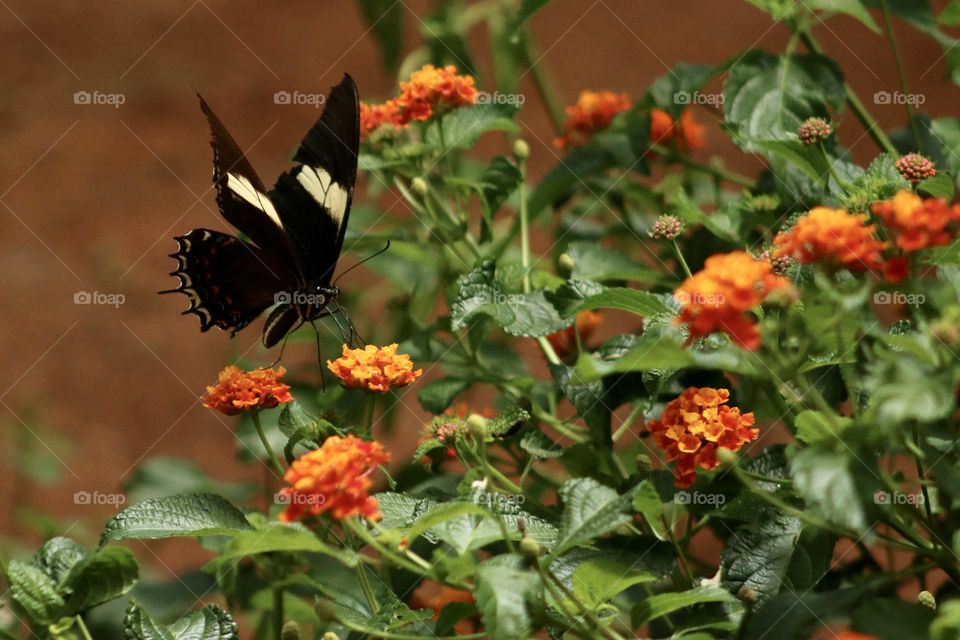 A Papilio nireus land on a flower in a garden full of Lantana camara in the morning of a hot summer day while she gently sucks her nectar.