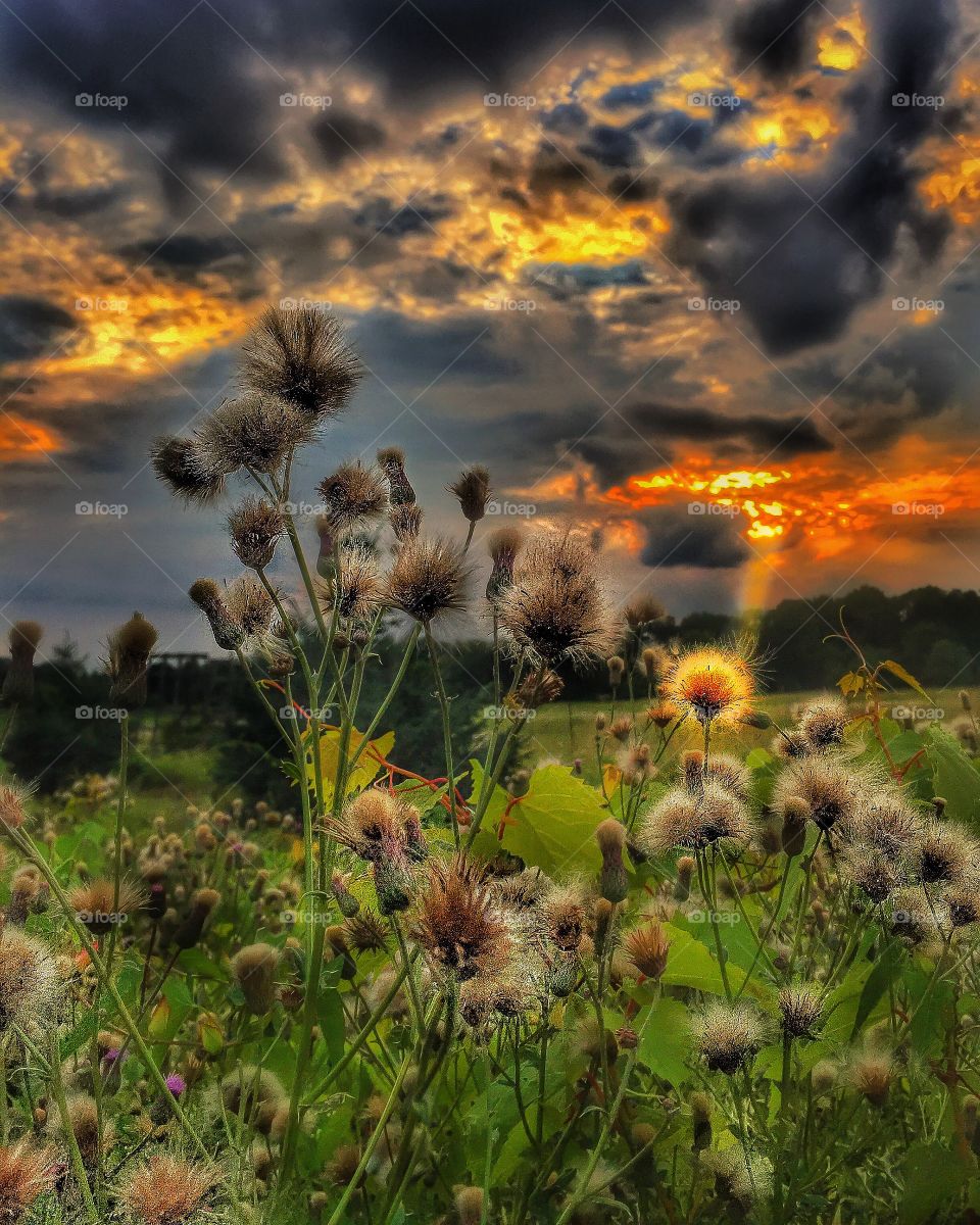 Sunrise and sunbeams. Wild flowers looking amazing at sunrise. 