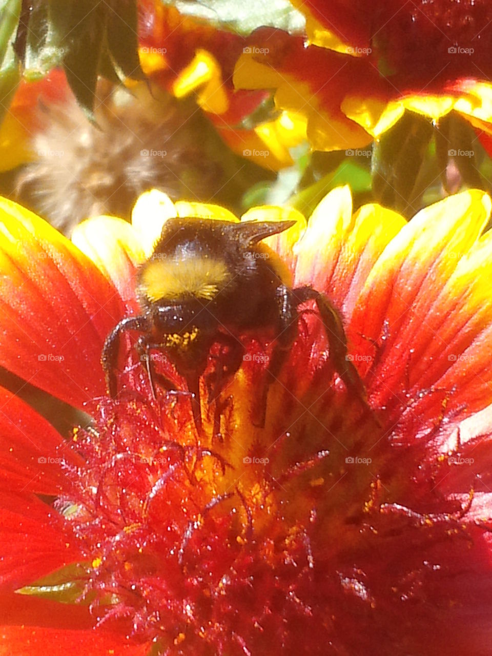 Bee collecting pollen