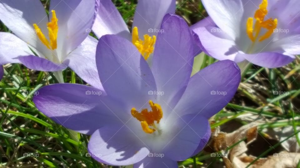 crocus