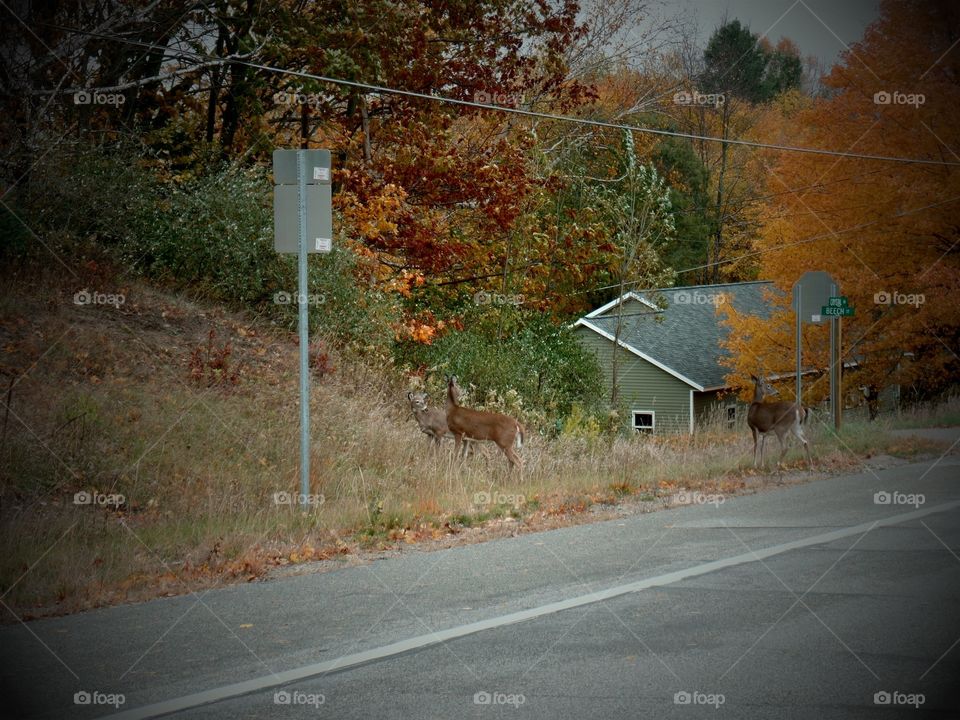 Northern Michigan 