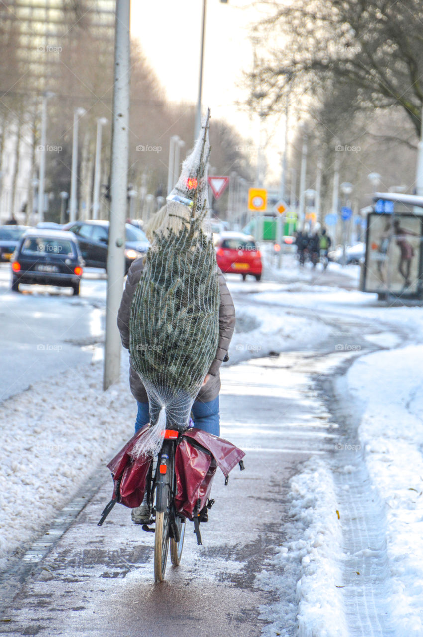 Man With Christmas Tree On Bicycle